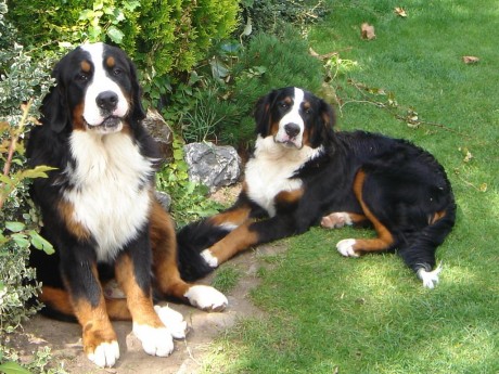 Bernský salašnícky pes